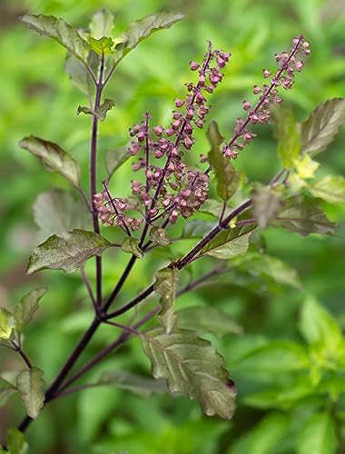 Image of Organic Tulsi Live Plant in Black Plastic Pot Holy Basil Ayurvedic Medicinal Herb Sacred Home Garden Air Purifying Religious Plant