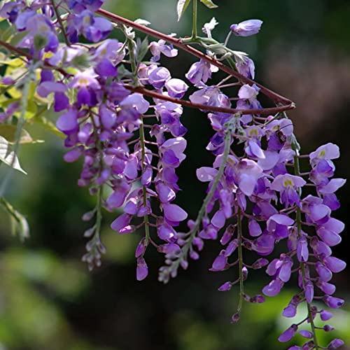 20+ Wisteria Seeds For Planting #TOP3