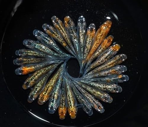 めだか ユリシス松井ヒレ長 オス メス ランダム 10匹 熱帯魚 観賞魚 メダカ アクアリウム ペット 魚 小魚 鑑賞 水槽 飼育 インテリア 生体 淡水魚 熱帯淡水魚 グッピー 魚 きれい 美しい 人気 希少 レア 牧之原市 静岡県