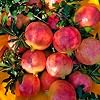 Organic Pomegranate Seeds for Planting Outdoor, 50pcs Organic Pomegranates Fruits Tree Seeds Non-GMO Heirloom Sweet Edible Fruit Plants, Sweet Juicy Fruits Plants in Your Home Garden