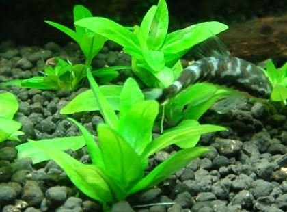 Greenpro Staurogyne Repens Live Aquatic Water Carpet Potted Aquarium Plants Freshwater Fish Tank Decoration #TOP3