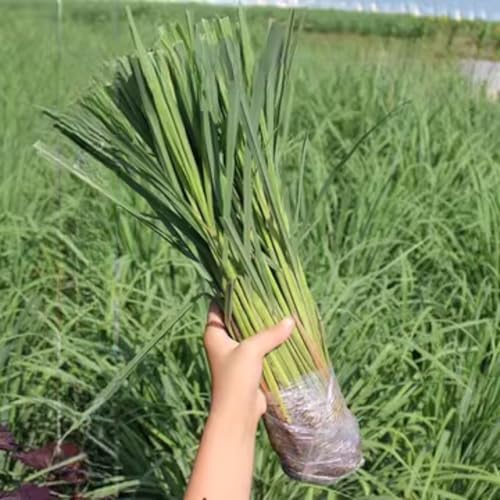 2 Lemon Grass Live Plant, Lemongrass Plants Live Well Rooted, Live Lemongrass Plant for Outside, Herbs for Planting Indoor Outdoor Garden - Thumbnail 5