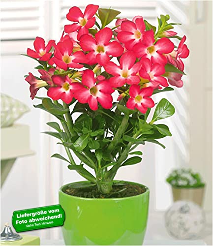 Wüstenrose Adenium Obesum - Winterharte Pflanze Mit Dicker Knolle