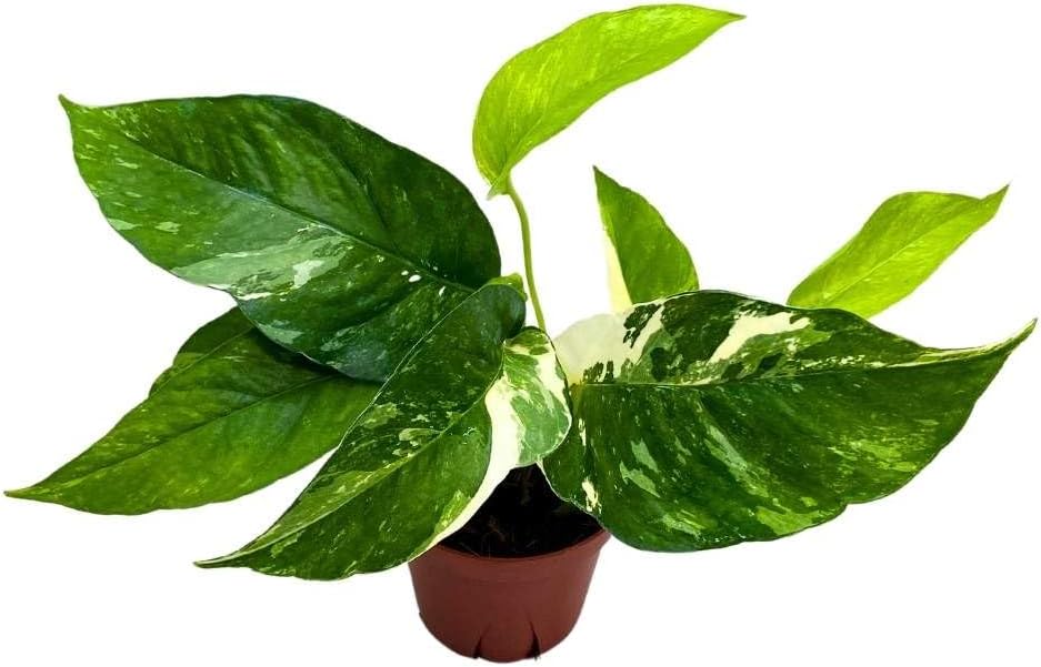 BubbleBlooms Epipremnum Albo Variegated Pothos in a 4 inch Pot Rare Albo marginata Large Leaf Pothos Manjula