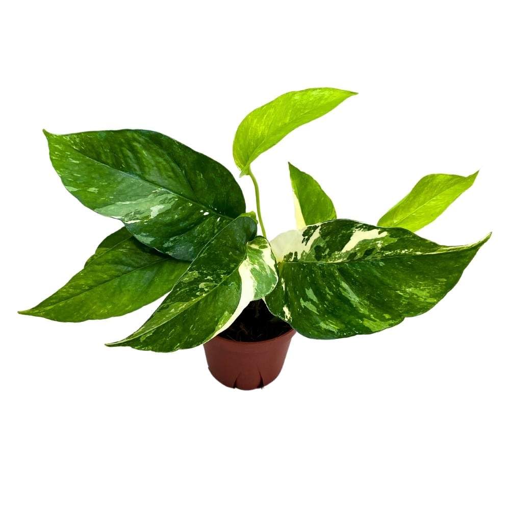 zz plant variegated Zamioculcas zamiifolia 