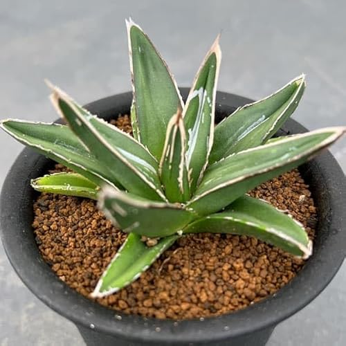 観葉植物 アガベ 笹の雪」の人気商品一覧 | 安い商品を通販サイトから