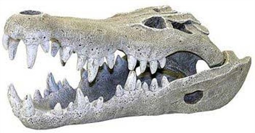 Exotic Environments Nile Crocodile Skull Aquarium Ornament, Large, 6-Inch by 11-1/2-Inch by 5-Inch
