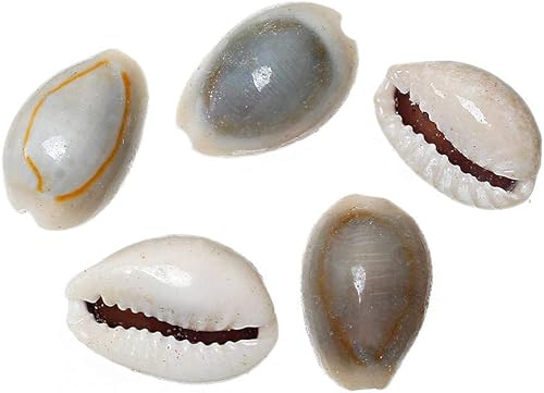 BD565 - 25 cuentas naturales de concha de cauri de 0.591 in x 0.394 in, color blanco cremoso natural