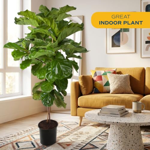 Image of Costa Farms Fiddle Leaf Fig Tree Live Plant in Plastic Pot, Large Indoor Houseplant, Perfect for Home, Room, or Office Decor, Great House Warming or Birthday Gift, 5-6 Feet Tall