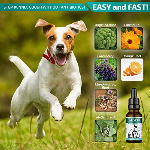 Kennel Cough Medicine for Dogs, Organic Dog Cough Medicine for Colds and Allergies - Natural Kennel Cough Treatment with Mullein Leaf and Elderberry - Thumbnail 3