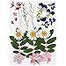 Produktbild WEKON 24 Stück Echte Blumen, Gepresste Blumen Getrocknete Blätter Gemischte Farbe für DIY-Kunst, Handwerk Karten, Herstellung, Blumendekor, Basteln - Rosa Lila