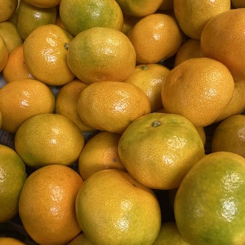 ɑ 󂠂݂ 5 OEl΁ESELYY