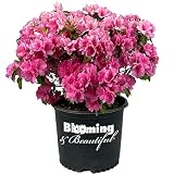 Pink Ruffle Azalea - 3 gal - Compact Evergreen Flowering Shrub - Bright Pink Ruffled Flowers - Bloom