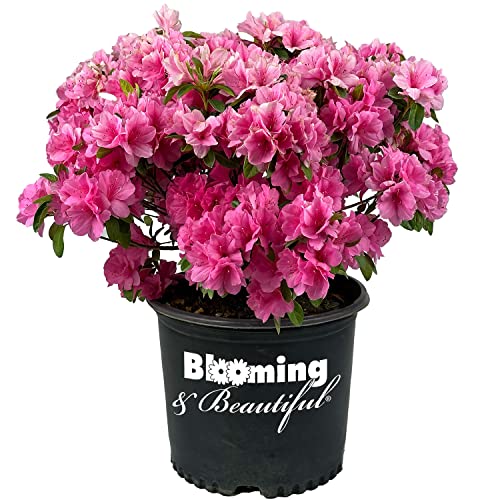 Pink Ruffle Azalea - 3 Gal - Compact Evergreen Flowering Shrub - Bright Pink Ruffled Flowers - Blooms In Spring And Fall - Hardiness Zones 7-10 - Rhododendron Karume 'Pink Ruffle' - 3 Gallon Pot #TOP27