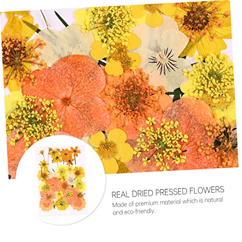 40 piezas de flores secas prensadas para manualidades miniatura 4
