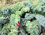 3m scotch 550 datasheet Delivery in 10-20 days Kale Dwarf Blue Curled Scotch Seeds Sizes 550 to 10LB Vates Bulk #290