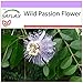 Produktbild SAFLAX - Heilpflanzen - Passionsblume - 5 Samen - Passiflora incarnata
