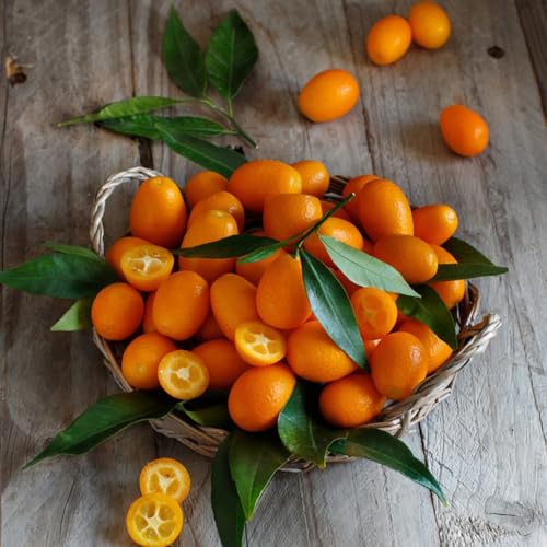 150 Pc Semillas De Árbol De Kumquat, Plantas De Jardín Árbol Resistente, Árboles Frutales Comprar Semillas De Kumquat - Citrus Japonica - Protección Contra El Frío Para Plantas, Árboles
