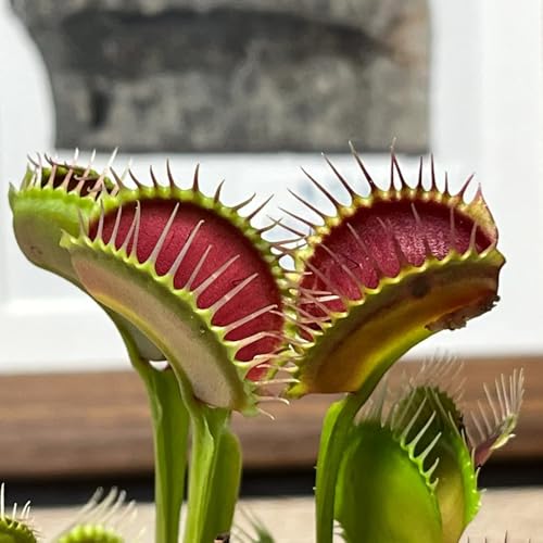 semi di Venere acchiappamosche, rialzata da giardino decorative, sul balcone, resistenti, 100pcs