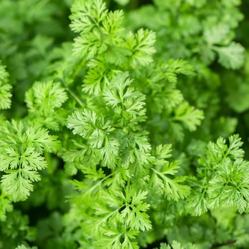 Parsley Seeds, Companion Planting, Garden Diversity, pest Management Strategy, Mixed Bed Gardening 300pcs