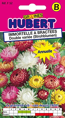 Graines d'Immortelle a Bractées double variée - 1 gramme