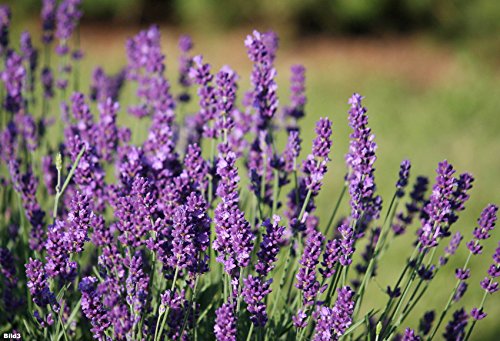 Echter Lavendel ca.150 Samen - Lavandula angustifolia - mehrjährig/winterhart - sehr beliebte Gartenpflanze mit aromatischen Duft