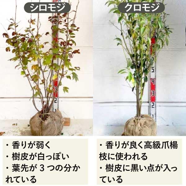 Amazon.co.jp: ［生産者直送］シロモジ 樹高約1.3m 落葉樹 紅葉 : DIY