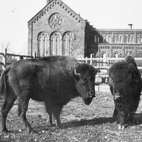 25 at 250: A fossilized bison skull and the Friendship 7