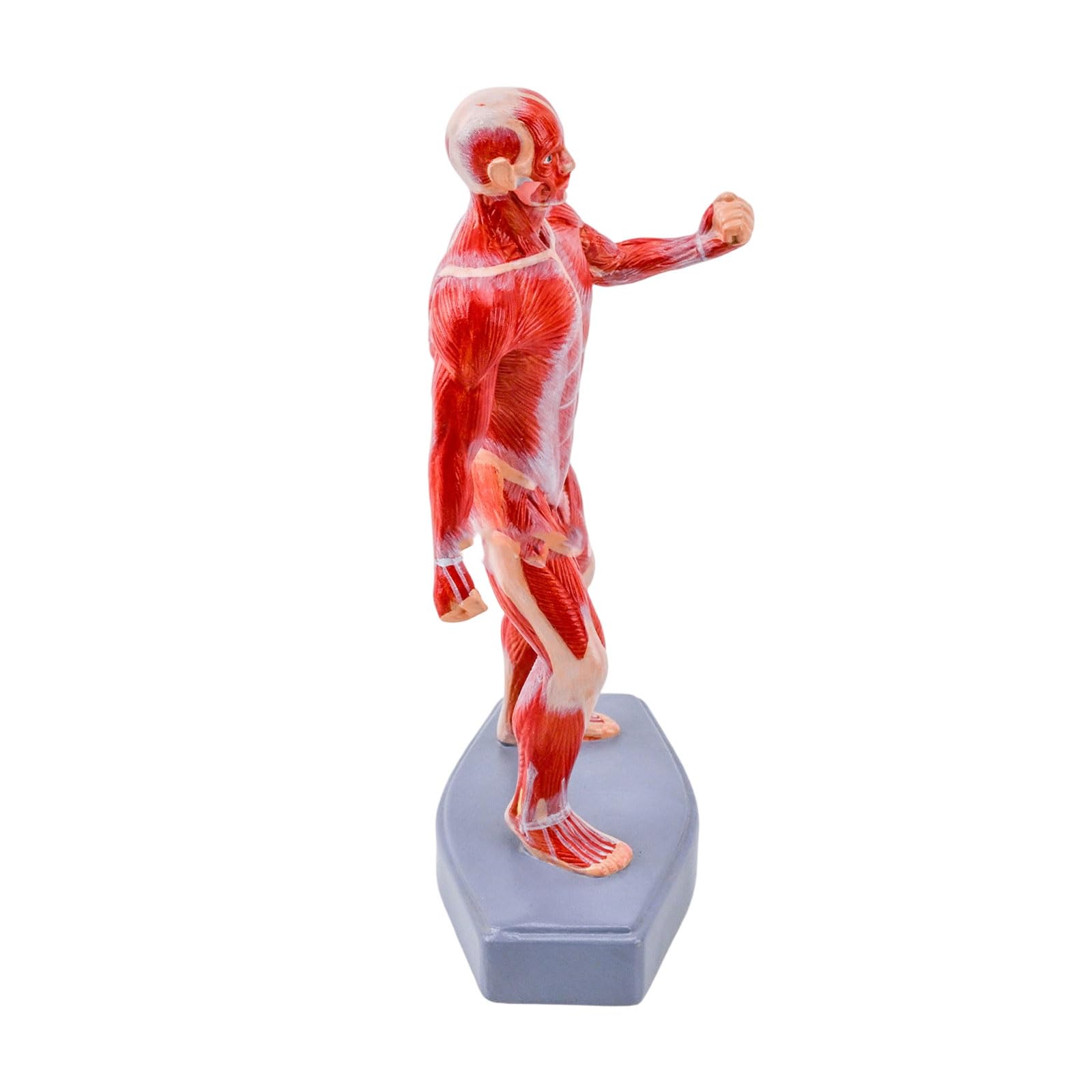 Interaktywny model nauczania medycyny pokazuje ludzkie mięśnie szkieletowe idealne do szkół, szpitali i edukacji zdrowotnej, narzędzie edukacyjne do anatomii