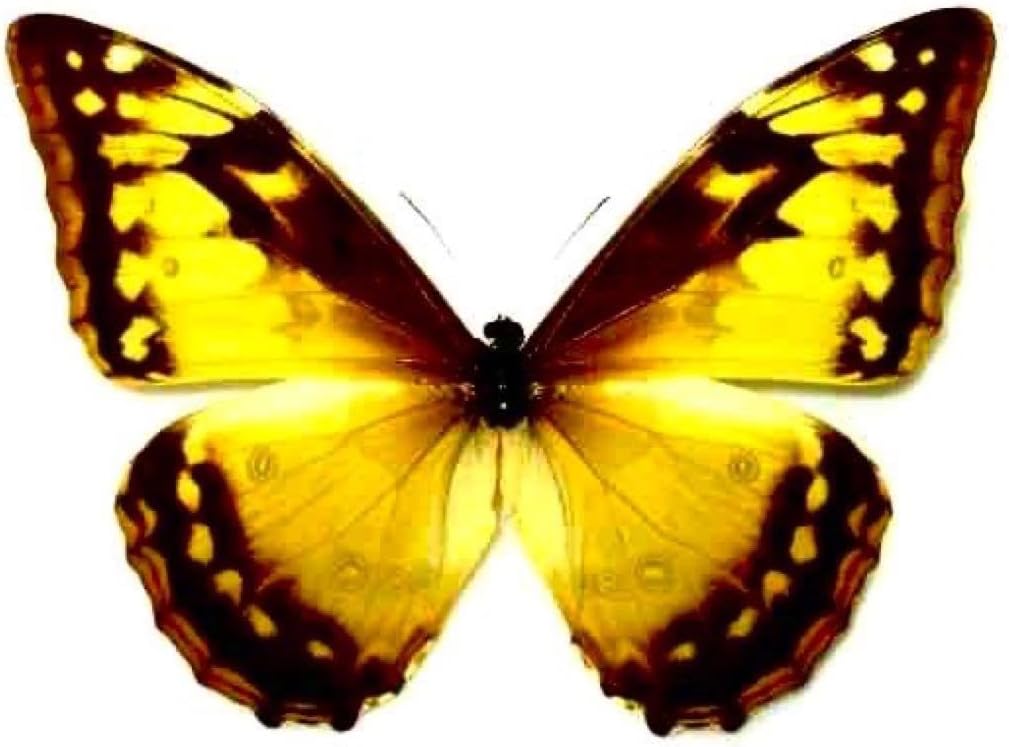 キプリスモルフォ︎︎ 118mm 蝶標本 昆虫標本