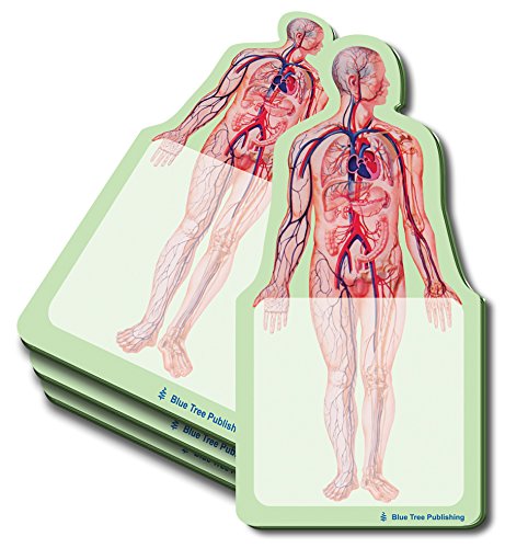 Anatomy Body Sticky Notes 4-Pack