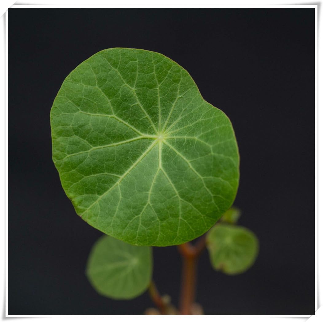 Stephania erecta Bulb, Excellent Display,Flowering Rhizome, Stephania erecta Plant-5 Bulb-F
