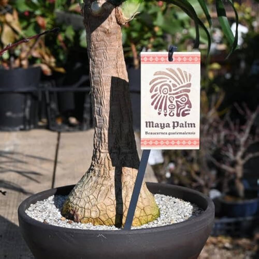 トックリラン ポニーテール 【最終値下げ】現品 ポットごと発送 楽天市場】ノリナ トックリラン （ポニーテール） 3.5号ポット苗