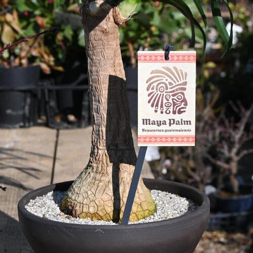 ポニーテールトックリラン植物 観葉植物 トックリラン ポニーテール 8号 竹バスケット 付き