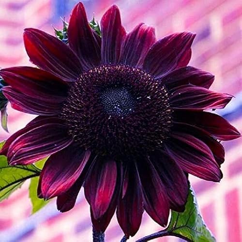 50Pcs Purple Chocolate Cherry Sunflower Seeds For Planting - 50 Non-Gmo Heirloom Seeds - Easy-To-Grow Perfect Gardening Gifts (1 Packet) #TOP7