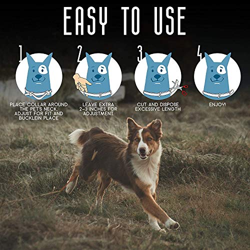 Flea and Tick Prevention for Dogs - Flea Collar - Image 5