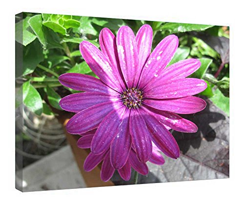 Impression sur toile marguerites pour salon nature 40x50 cm