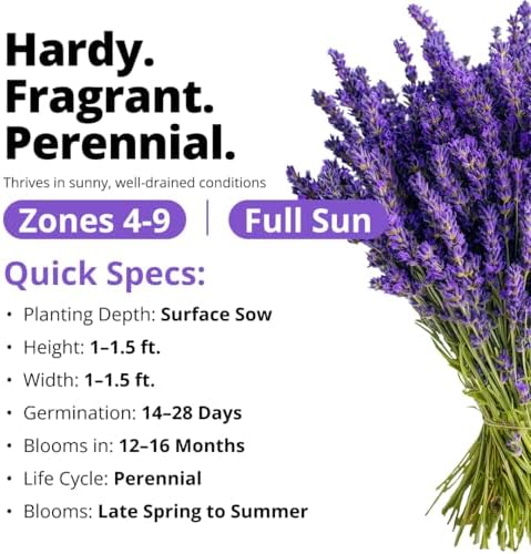 HOME GROWN Non GMO English Lavender Seeds 1,500+ Wildflower Seed for Planting Indoor/Outdoor, High Germination, Plant Flower Seeds (Lavandula antustifolia) - View 5