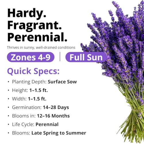 Image of HOME GROWN Non GMO English Lavender Seeds 1,500+ Wildflower Seed for Planting Indoor /Outdoor, High Germination, Plant Flower Seeds (Lavandula antustifolia)