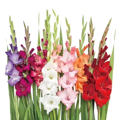 15 StüCk Gladiolen Zwiebeln Winterhart MehrjäHrig - Seltene Pflanzen Serie - Stauden Blumenzwiebeln Mix Blumen Garten Balkon Zimmerpflanze Geschenk Pflanze FrüHblüHer Zwiebel