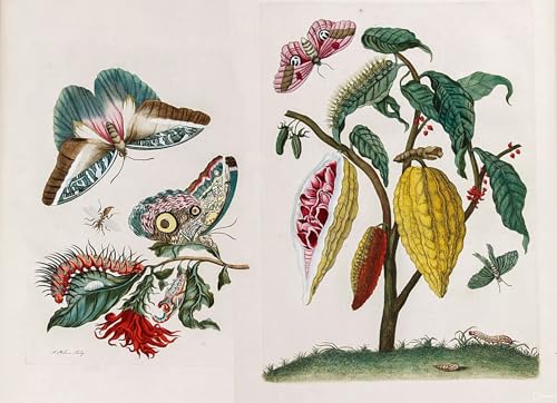 Toile murale abstraite Maria Sibylla Merian pour une décoration de salon élégante 60x90cm
