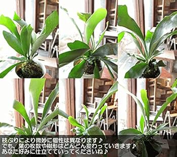 鉢植え　コウモリラン　ビカクシダ　大株 コウモリラン ビカクシダ 吊り鉢タイプ 5号(1鉢) | チャーム