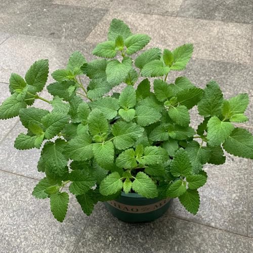 semillas de melisa perenne de silvestres de melisa cubierta perenne resistente para camas elevadas, para lugares 100pcs