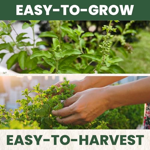 Tulsi Holy Basil – 3,250 Premium Seeds for Planting – Aromatic, Sacred, Vigorous Growth for The 2026 Season – 1 Gram Pouch - Image 5
