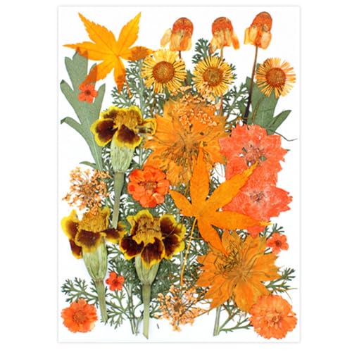 30 flores secas prensadas naranjas para manualidades miniatura 1