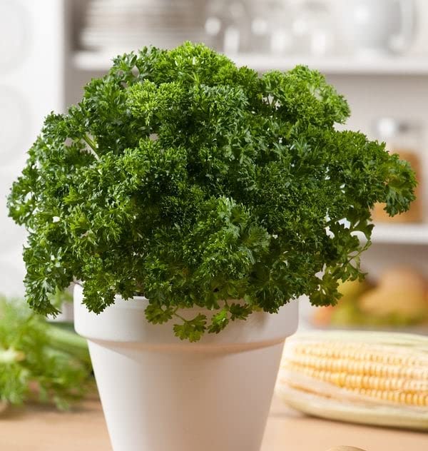Curly Parsley Herb Plant-P78KN-100Seeds (B0BVWCB3P2) Amazon Price History, Amazon Price Tracker