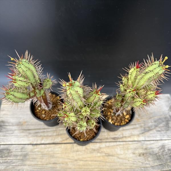 Amazon｜多肉植物 ユーフォルビア 紅彩閣 3個セット｜観葉植物