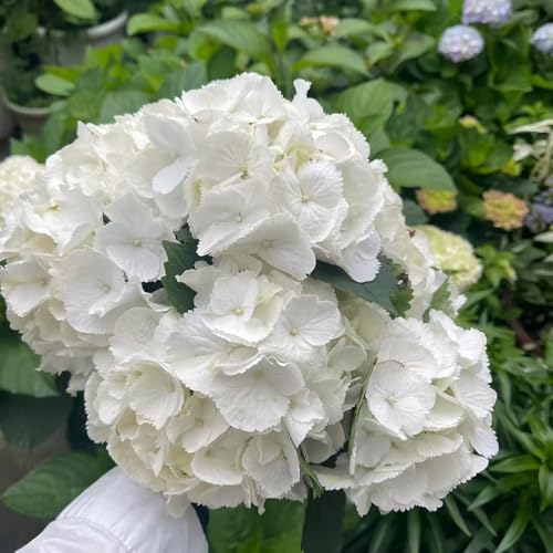 ortensia - bonsái di primavera tagliati di interni giardino scalatrici selvaggi selvaggi balcone decorazione semi 250pcs