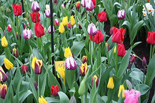 Mixed Triumph Tulips (25 Bulbs) - Assorted Colors of Tulip Bulbs by Willard & May - Image 4