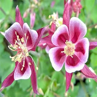 Yellow : 100 Seeds/Pack Dialogue Seeds Aquilegia Seeds Flower Bonsai Plants